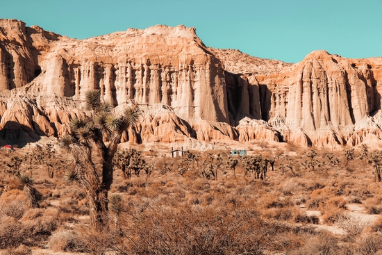 Cactus in the desert at Red Rock Canyon State Park California USA by Timmy333