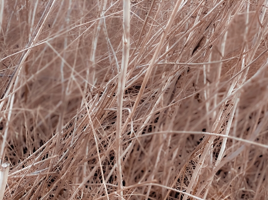 Closeup brown dry grass field texture abstract by Timmy333