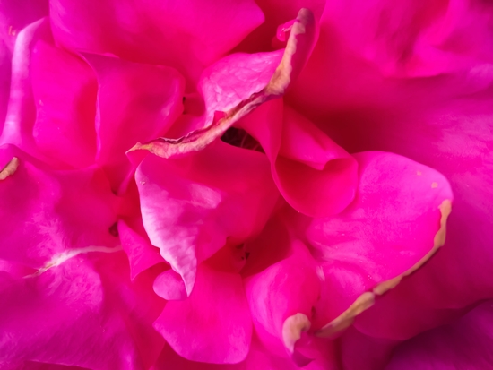 closeup blooming pink rose texture abstract background by Timmy333