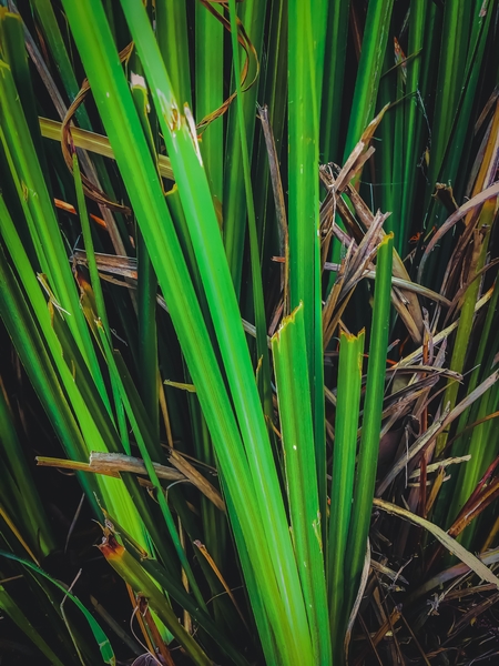 green leaves texture background by Timmy333