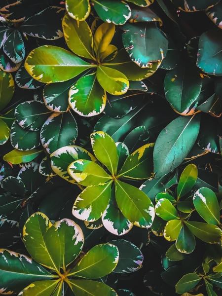 green leaves plant texture background by Timmy333