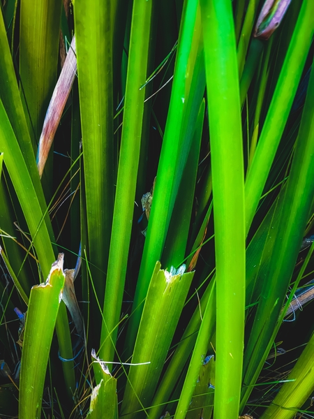 closeup green leaves texture abstract background by Timmy333