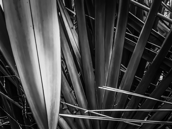 closeup palm leaves texture abstract in black and white by Timmy333