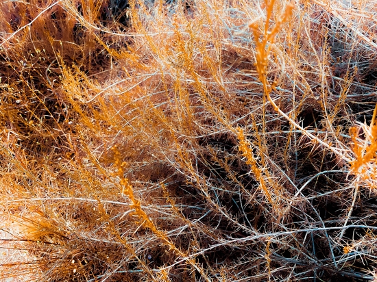 closeup dry brown grass field texture abstract background by Timmy333