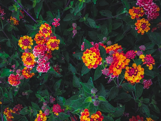 closeup blooming colorful flowers with green leaves by Timmy333