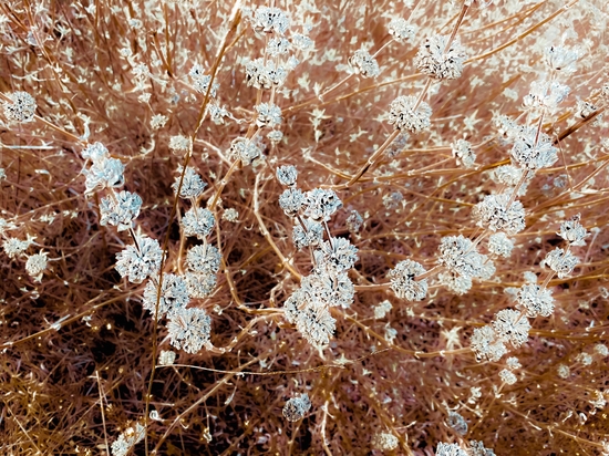 blooming wildflowers with dry brown grass field background by Timmy333