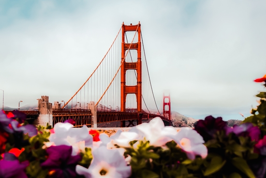 Golden Gate Bridge, San Francisco, USA with blooming flowers by Timmy333