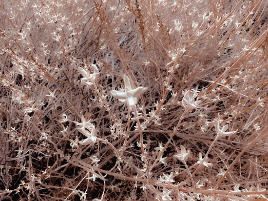 blooming dry plant with brown dry grass field background by Timmy333