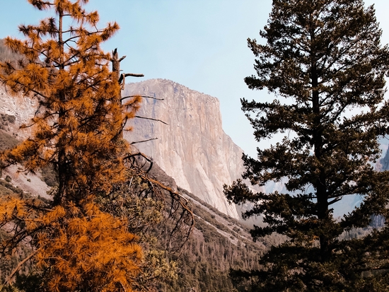 At Yosemite national park USA with autumn tree by Timmy333