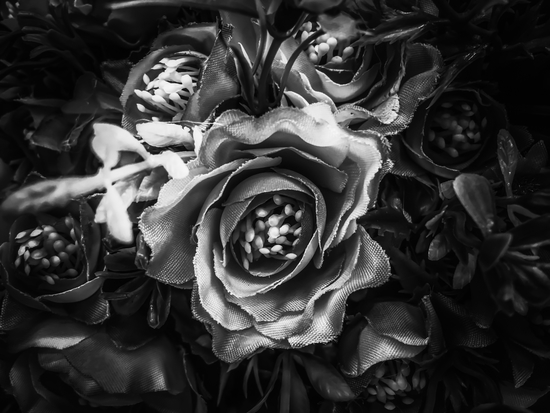 closeup roses texture background in black and white by Timmy333