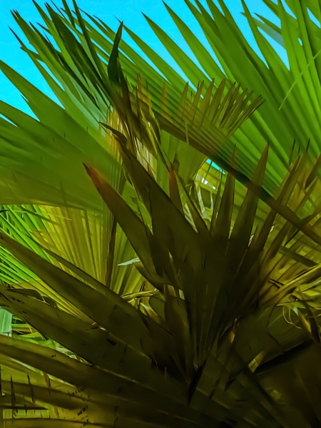 green palm leaves texture with blue sky background by Timmy333