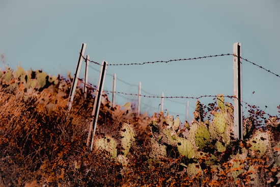 Green cactus garden and blooming flowers and blue sky by Timmy333