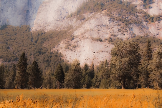 pine tree with mountain background at Yosemite national park California USA by Timmy333