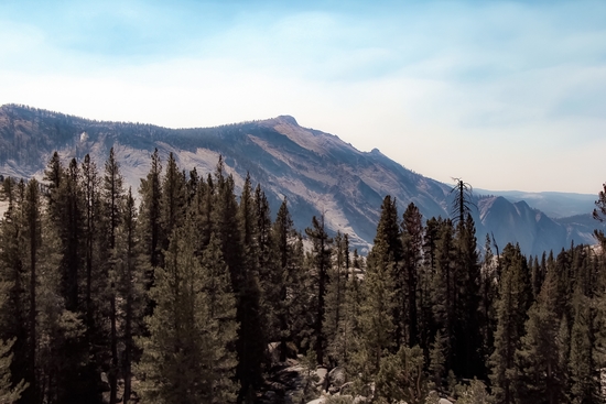 pine tree and mountain view at Yosemite national park California USA by Timmy333