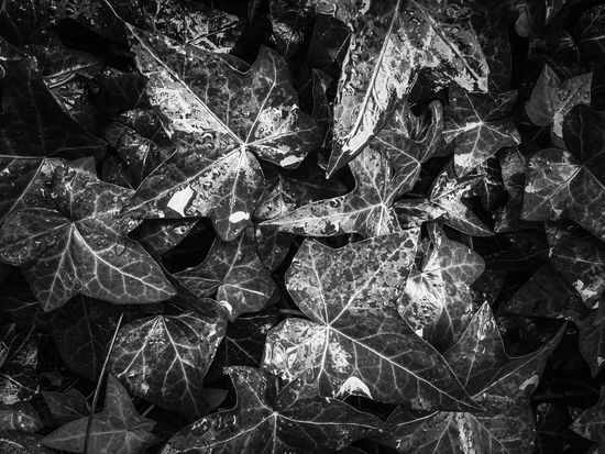 closeup ivy leaves garden texture in black and white by Timmy333