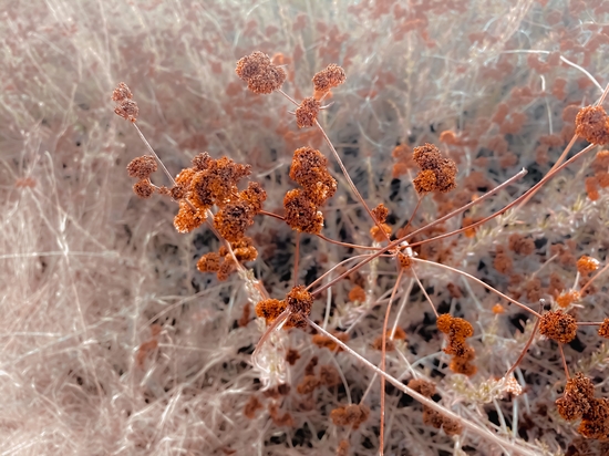 blooming dry flowers with brown dry grass abstract background by Timmy333