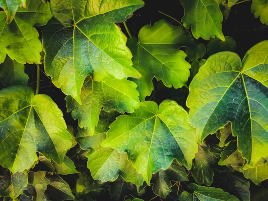 closeup green ivy leaves garden texture background by Timmy333