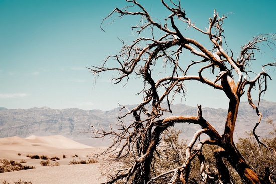 Tree branch in the sand desert and mountain view at Death Valley national park California USA by Timmy333