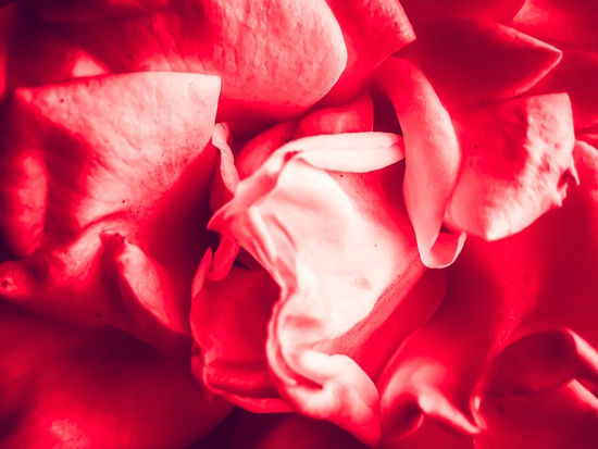 closeup blooming red rose texture abstract background by Timmy333