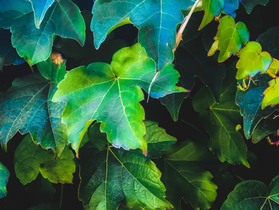 closeup green ivy leaves background by Timmy333