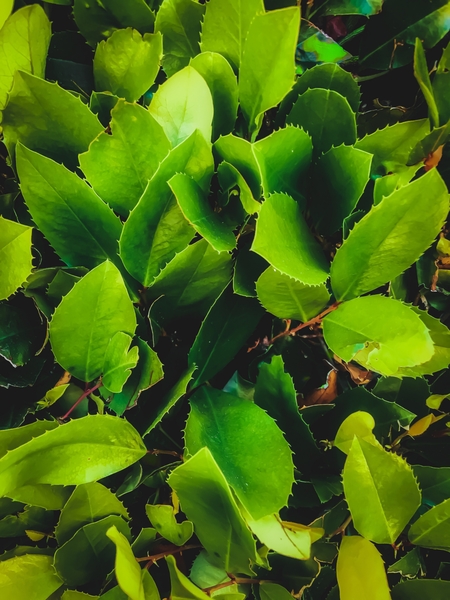 closeup green leaves texture background by Timmy333