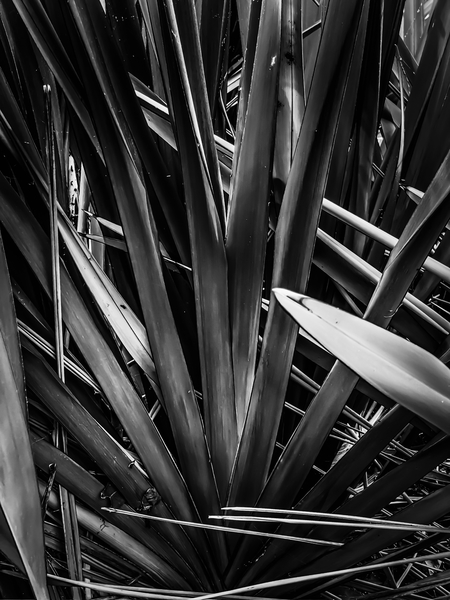 palm leaves texture abstract in black and white by Timmy333