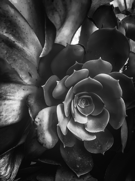 closeup succulent plant in black and white by Timmy333