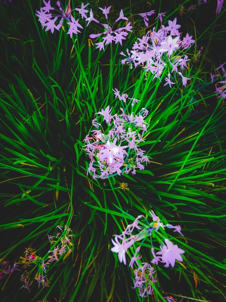 closeup blooming purple flowers with green leaves by Timmy333