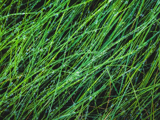 closeup green grass field texture with water drop by Timmy333