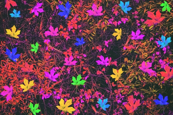 maple leaf in yellow green pink blue red with red and orange creepers plants background by Timmy333