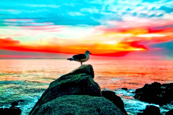 seagull bird on the stone with ocean sunset sky background in summer by Timmy333