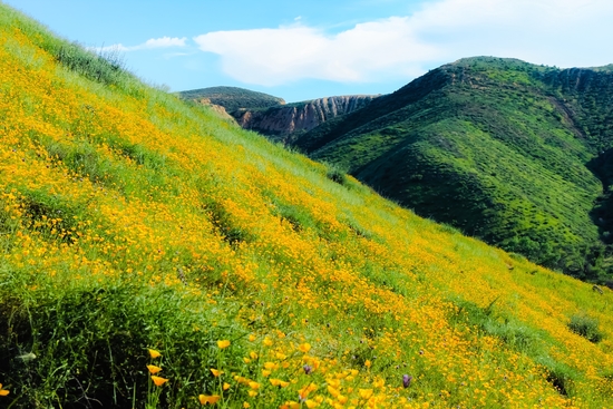 yellow poppy flower field with green leaf and green mountain and cloudy blue sky in summer by Timmy333