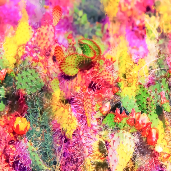 green cactus with flower in the desert with colorful painting abstract background  by Timmy333