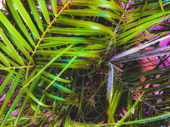 closeup green leaves plant texture abstract background by Timmy333