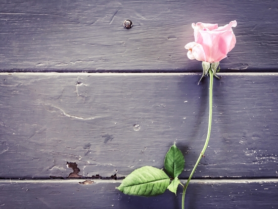 pink rose background by Timmy333