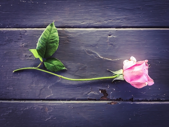 pink rose with wood table background by Timmy333