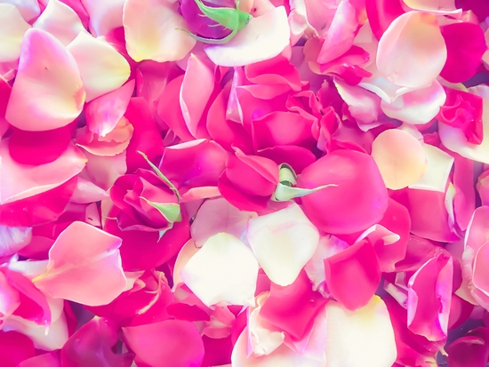 pink roses background by Timmy333