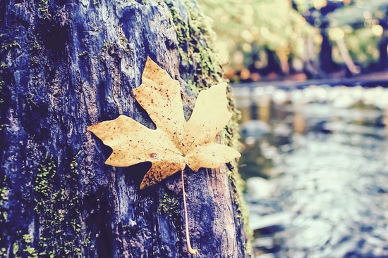 maple leaf on the tree with river and forest background by Timmy333