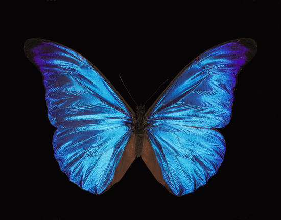 Papillon Morpho Rethenor  by Mermet