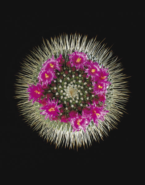 Cactus Mammilaria by Mermet