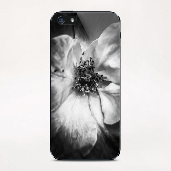 closeup blooming rose in black and white iPhone & iPod Skin by Timmy333