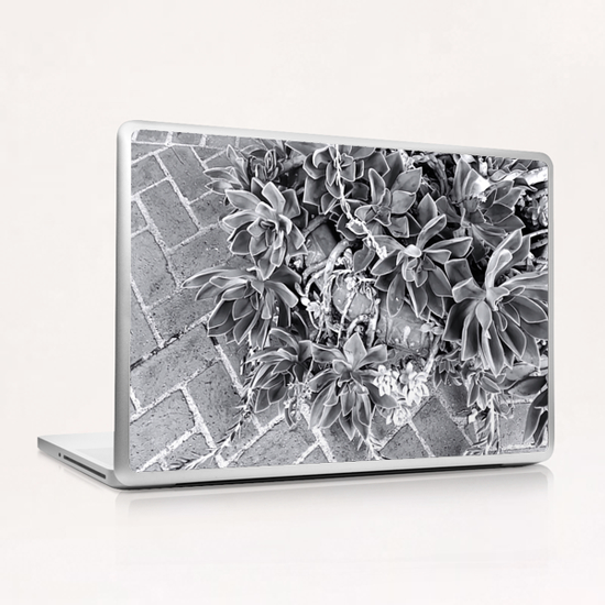 succulent plant with brick floor background in black and white Laptop & iPad Skin by Timmy333